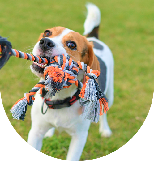 トレーニングもトリミングもできる